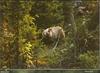 Brown Bear (Ursus arctos)