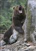 Brown Bear (Ursus arctos)