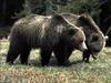 Grizzly Bears (Ursus arctos horribilis)