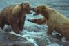 Grizzly Bears (Ursus arctos horribilis)