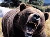 Grizzly Bear (Ursus arctos horribilis)