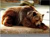 Grizzly Bear (Ursus arctos horribilis)  - Birmingham Zoo