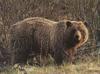 Grizzly Bear (Ursus arctos horribilis)