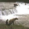 Grizzly Bears (Ursus arctos horribilis)