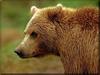 Grizzly Bear (Ursus arctos horribilis)