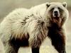 Grizzly Bear (Ursus arctos horribilis)