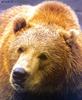 Grizzly Bear (Ursus arctos horribilis)