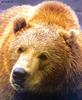 Grizzly Bear (Ursus arctos horribilis)