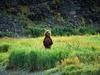 Grizzly Bear (Ursus arctos horribilis)