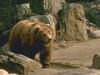 Grizzly Bear (Ursus arctos horribilis)