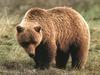 Grizzly Bear (Ursus arctos horribilis)