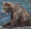 Grizzly Bear (Ursus arctos horribilis)