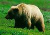 Grizzly Bear (Ursus arctos horribilis)