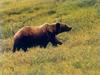 Grizzly Bear (Ursus arctos horribilis)