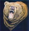 Grizzly Bear (Ursus arctos horribilis)