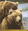 Grizzly Bears (Ursus arctos horribilis)