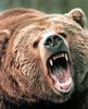 Grizzly Bear (Ursus arctos horribilis)