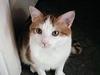 Feral Cat (Felis silvestris catus)