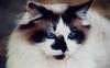 Feral Cat (Felis silvestris catus)