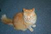 Feral Cat (Felis silvestris catus)