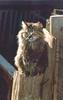 Feral Cat (Felis silvestris catus)