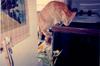 Feral Cat (Felis silvestris catus)