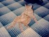 Feral Cat (Felis silvestris catus)