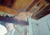 Feral Cat (Felis silvestris catus)