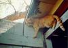 Feral Cat (Felis silvestris catus)