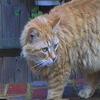 Feral Cat (Felis silvestris catus)