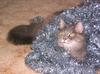 Feral Cat (Felis silvestris catus)