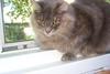 Feral Cat (Felis silvestris catus)
