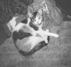 Feral Cat (Felis silvestris catus)
