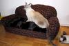 Feral Cat (Felis silvestris catus)