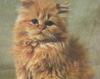 Feral Cat (Felis silvestris catus)