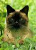 Feral Cat (Felis silvestris catus)