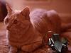 Feral Cat (Felis silvestris catus)