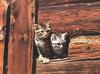 Feral Cat (Felis silvestris catus)