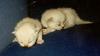 Feral Cats (Felis silvestris catus)  - kittens