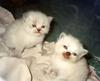 Feral Cats (Felis silvestris catus)  - kittens
