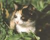 Feral Cat (Felis silvestris catus)