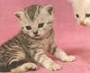 Feral Cat kittens (Felis silvestris catus)