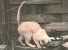 Feral Cat (Felis silvestris catus)