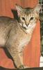 Feral Cat (Felis silvestris catus)