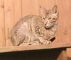 Feral Cat (Felis silvestris catus)