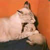 Feral Cat mother and kitten (Felis silvestris catus)