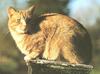 Feral Cat (Felis silvestris catus)