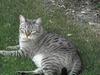 Feral Cat (Felis silvestris catus)