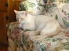 Feral Cat (Felis silvestris catus)