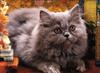 Feral Cat (Felis silvestris catus)